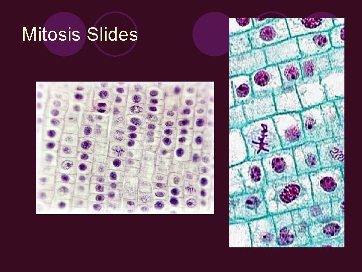 Mitosis Slides 