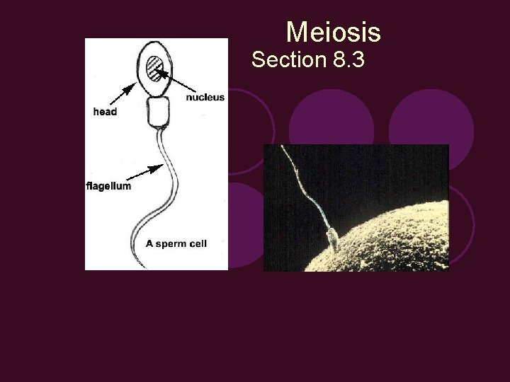 Meiosis Section 8. 3 