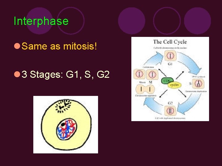 Interphase l Same as mitosis! l 3 Stages: G 1, S, G 2 