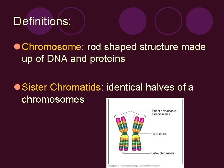 Definitions: l Chromosome: rod shaped structure made up of DNA and proteins l Sister