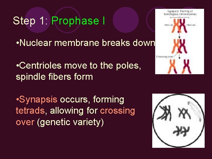 Step 1: Prophase I • Nuclear membrane breaks down • Centrioles move to the