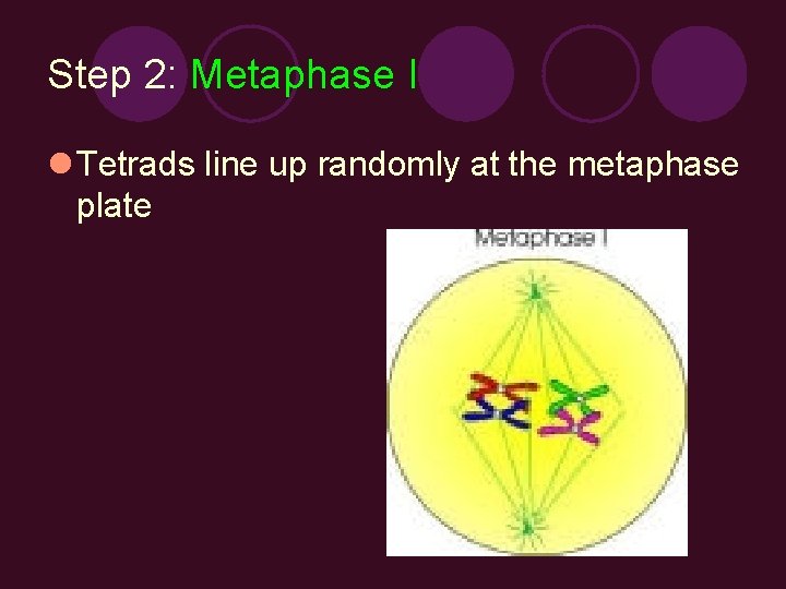 Step 2: Metaphase I l Tetrads line up randomly at the metaphase plate 