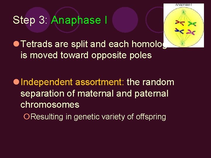 Step 3: Anaphase I l Tetrads are split and each homologue is moved toward