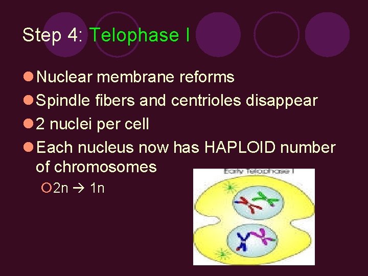 Step 4: Telophase I l Nuclear membrane reforms l Spindle fibers and centrioles disappear