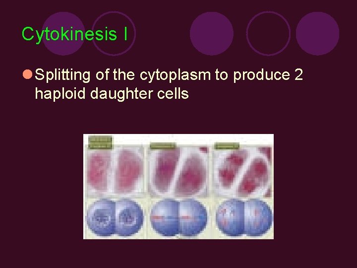 Cytokinesis I l Splitting of the cytoplasm to produce 2 haploid daughter cells 