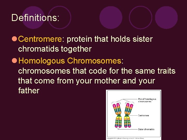 Definitions: l Centromere: protein that holds sister chromatids together l Homologous Chromosomes: chromosomes that