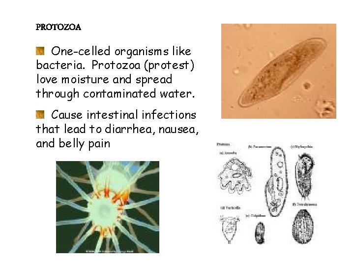 PROTOZOA One-celled organisms like bacteria. Protozoa (protest) love moisture and spread through contaminated water.