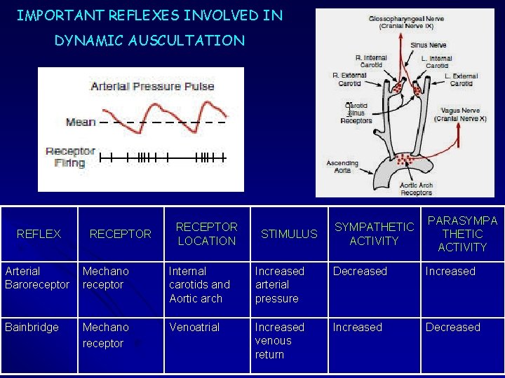 IMPORTANT REFLEXES INVOLVED IN DYNAMIC AUSCULTATION REFLEX RECEPTOR LOCATION STIMULUS SYMPATHETIC ACTIVITY PARASYMPA THETIC IMPORTANT REFLEXES INVOLVED IN DYNAMIC AUSCULTATION REFLEX RECEPTOR LOCATION STIMULUS SYMPATHETIC ACTIVITY PARASYMPA THETIC