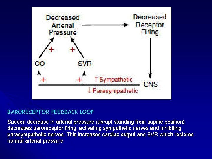 BARORECEPTOR FEEDBACK LOOP Sudden decrease in arterial pressure (abrupt standing from supine position) decreases BARORECEPTOR FEEDBACK LOOP Sudden decrease in arterial pressure (abrupt standing from supine position) decreases