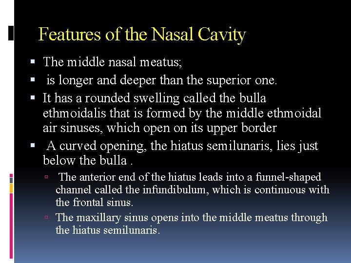 Features of the Nasal Cavity The middle nasal meatus; is longer and deeper than