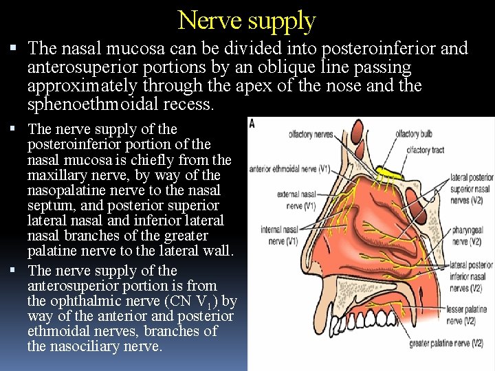 Nerve supply The nasal mucosa can be divided into posteroinferior and anterosuperior portions by