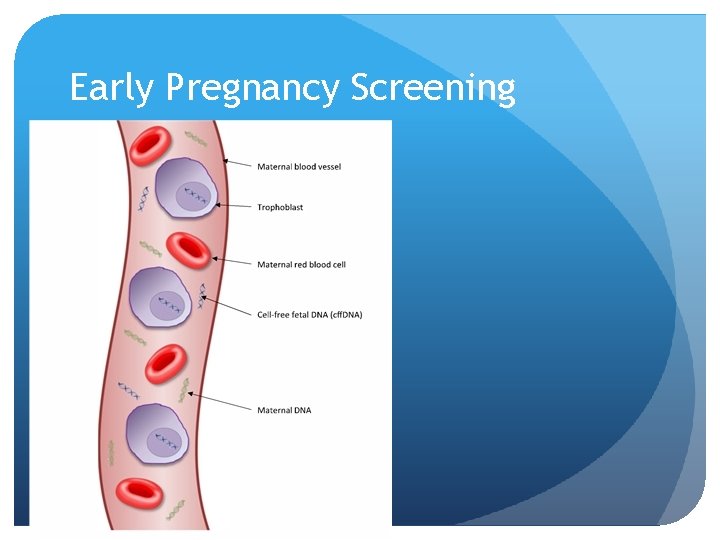 Early Pregnancy Screening 
