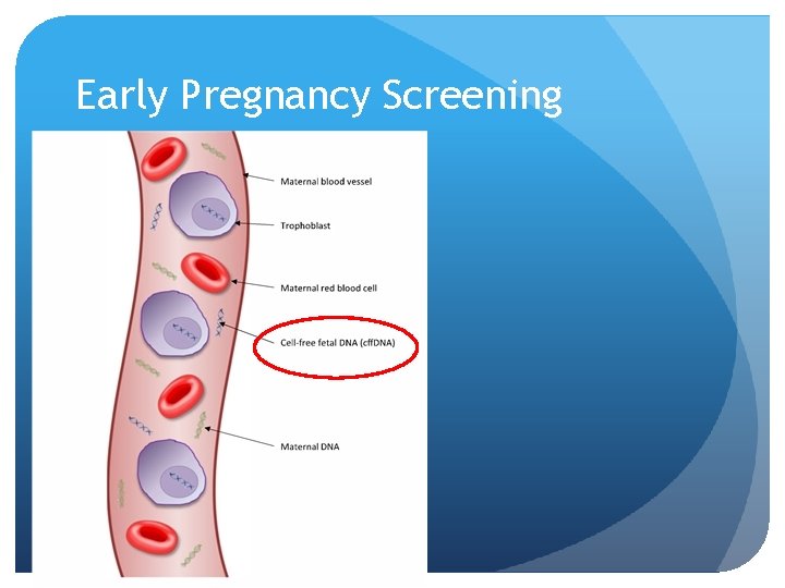 Early Pregnancy Screening 