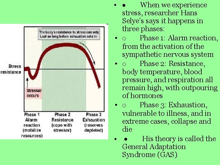  • · When we experience stress, researcher Hans Selye’s says it happens in
