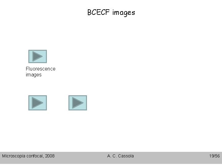 BCECF images Fluorescence images Microscopia confocal, 2008 A. C. Cassola 19/56 