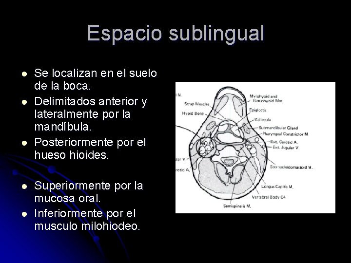 Espacio sublingual l l Se localizan en el suelo de la boca. Delimitados anterior