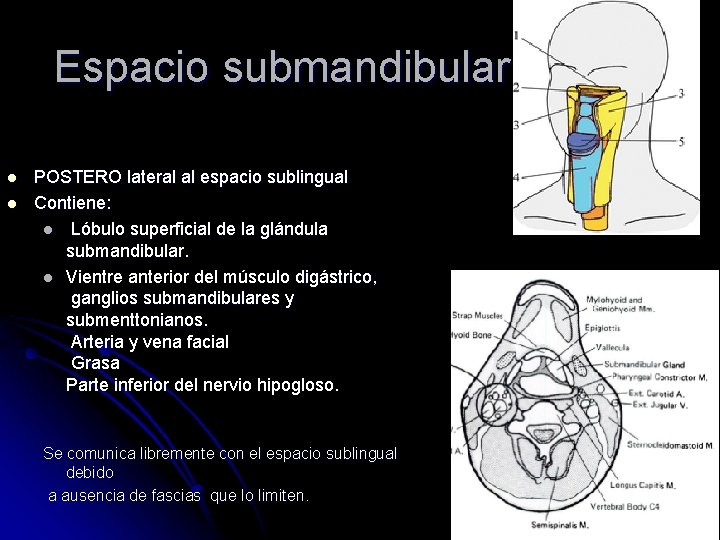 Espacio submandibular l l POSTERO lateral al espacio sublingual Contiene: l Lóbulo superficial de