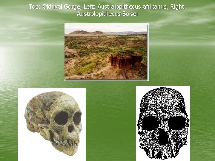 Top: Olduvai Gorge, Left: Australopithecus africanus, Right: Austrolopithecus Boisei 