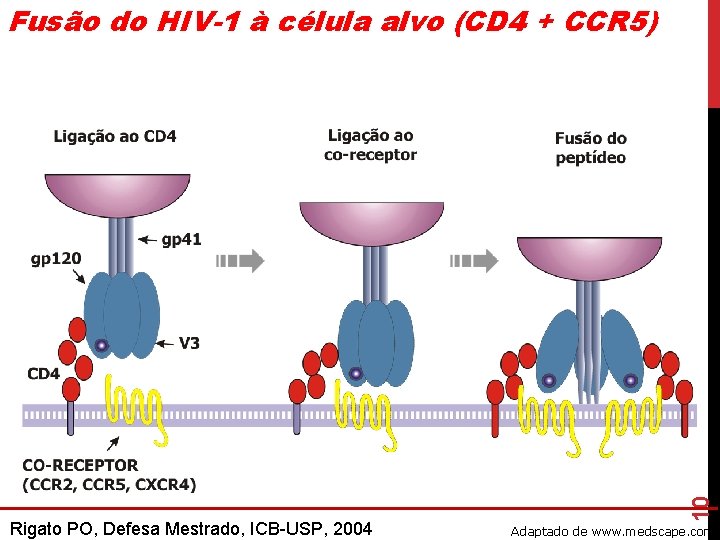 Rigato PO, Defesa Mestrado, ICB-USP, 2004 10 Fusão do HIV-1 à célula alvo (CD Rigato PO, Defesa Mestrado, ICB-USP, 2004 10 Fusão do HIV-1 à célula alvo (CD