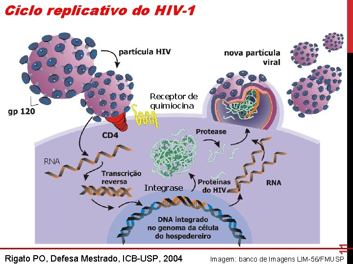 Ciclo replicativo do HIV-1 Receptor de quimiocina RNA Rigato PO, Defesa Mestrado, ICB-USP, 2004 Ciclo replicativo do HIV-1 Receptor de quimiocina RNA Rigato PO, Defesa Mestrado, ICB-USP, 2004