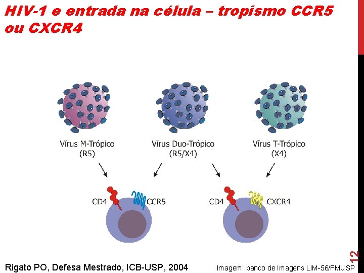 Rigato PO, Defesa Mestrado, ICB-USP, 2004 12 HIV-1 e entrada na célula – tropismo