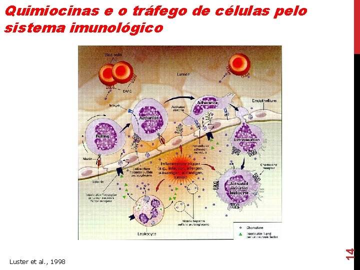 Luster et al. , 1998 14 Quimiocinas e o tráfego de células pelo sistema