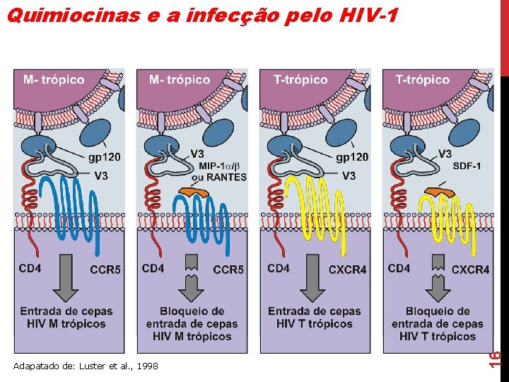 Adapatado de: Luster et al. , 1998 16 Quimiocinas e a infecção pelo HIV-1