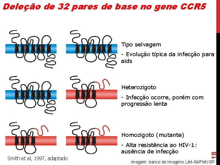 Deleção de 32 pares de base no gene CCR 5 Tipo selvagem - Evolução Deleção de 32 pares de base no gene CCR 5 Tipo selvagem - Evolução