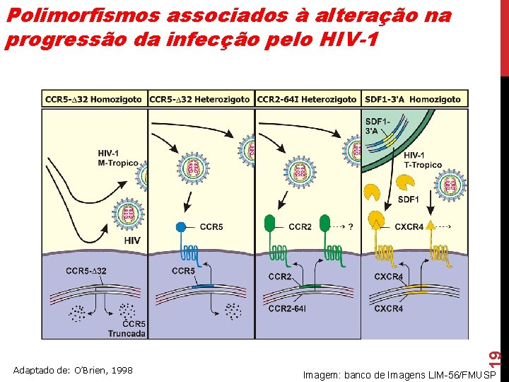 Adaptado de: O’Brien, 1998 19 Polimorfismos associados à alteração na progressão da infecção pelo