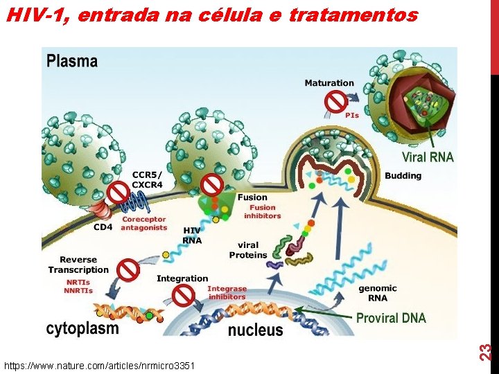 https: //www. nature. com/articles/nrmicro 3351 23 HIV-1, entrada na célula e tratamentos 