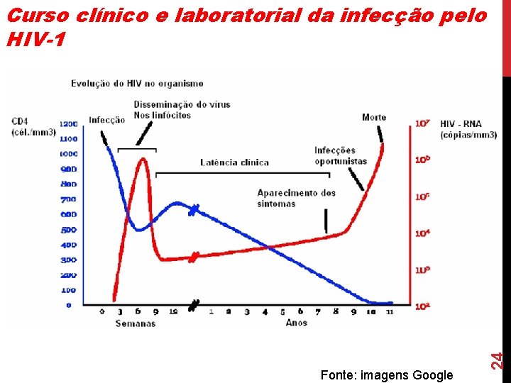 Fonte: imagens Google 24 Curso clínico e laboratorial da infecção pelo HIV-1 