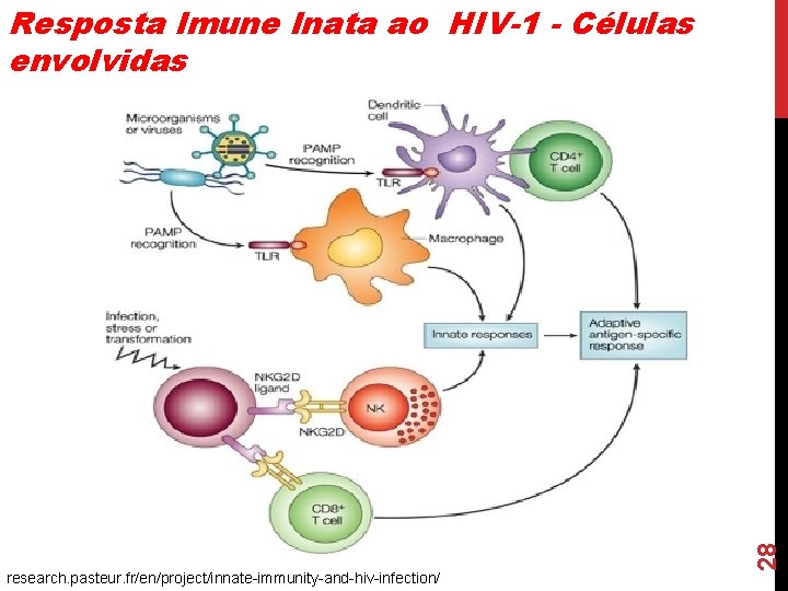 research. pasteur. fr/en/project/innate-immunity-and-hiv-infection/ 28 Resposta Imune Inata ao HIV-1 - Células envolvidas research. pasteur. fr/en/project/innate-immunity-and-hiv-infection/ 28 Resposta Imune Inata ao HIV-1 - Células envolvidas