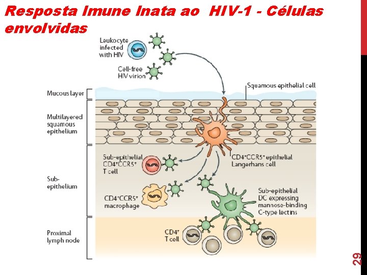 29 Resposta Imune Inata ao HIV-1 - Células envolvidas 29 Resposta Imune Inata ao HIV-1 - Células envolvidas