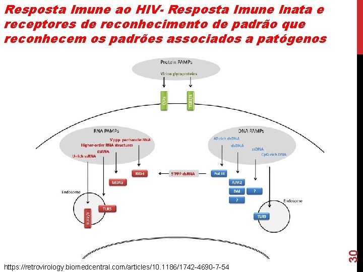 30 Resposta Imune ao HIV- Resposta Imune Inata e receptores de reconhecimento de padrão