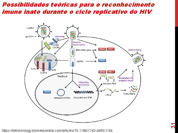 31 Possibilidades teóricas para o reconhecimento imune inato durante o ciclo replicativo do HIV