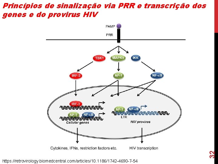 32 Princípios de sinalização via PRR e transcrição dos genes e do provirus HIV