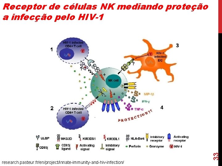 research. pasteur. fr/en/project/innate-immunity-and-hiv-infection/ 33 Receptor de células NK mediando proteção a infecção pelo HIV-1