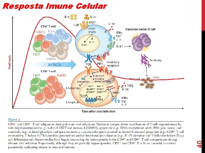40 Resposta Imune Celular 