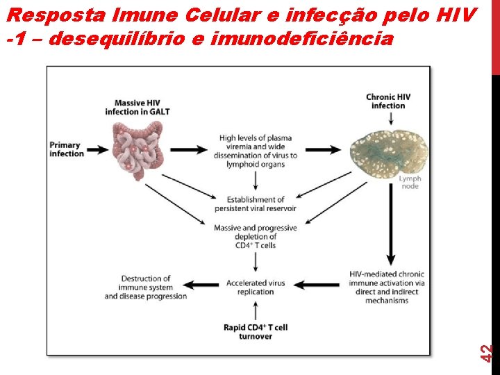 42 Resposta Imune Celular e infecção pelo HIV -1 – desequilíbrio e imunodeficiência 