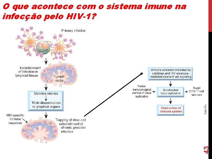 43 O que acontece com o sistema imune na infecção pelo HIV-1? 