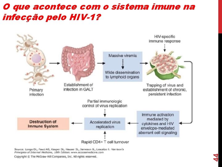 44 O que acontece com o sistema imune na infecção pelo HIV-1? 