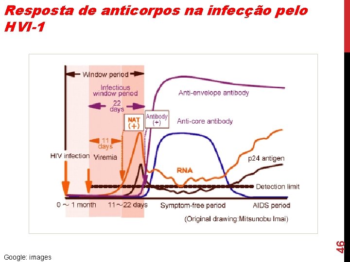 46 Resposta de anticorpos na infecção pelo HVI-1 Google: images 