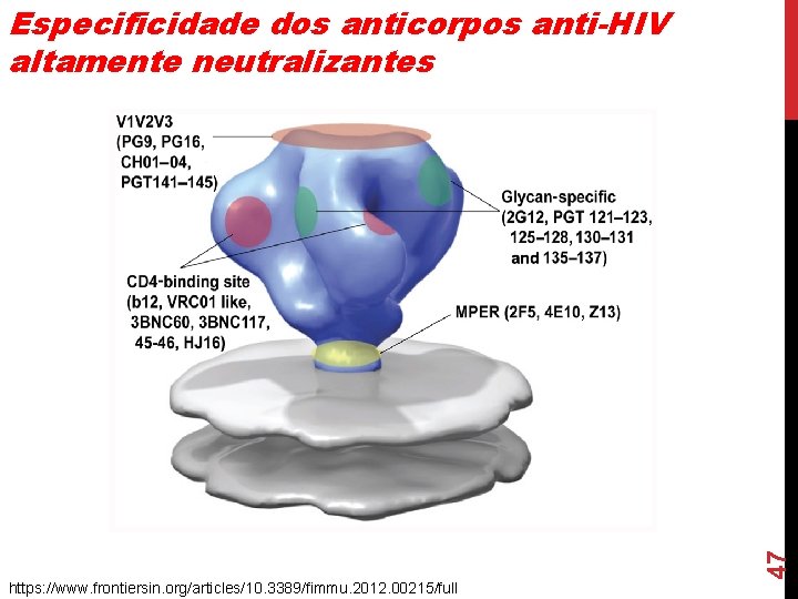 47 Especificidade dos anticorpos anti-HIV altamente neutralizantes https: //www. frontiersin. org/articles/10. 3389/fimmu. 2012. 00215/full