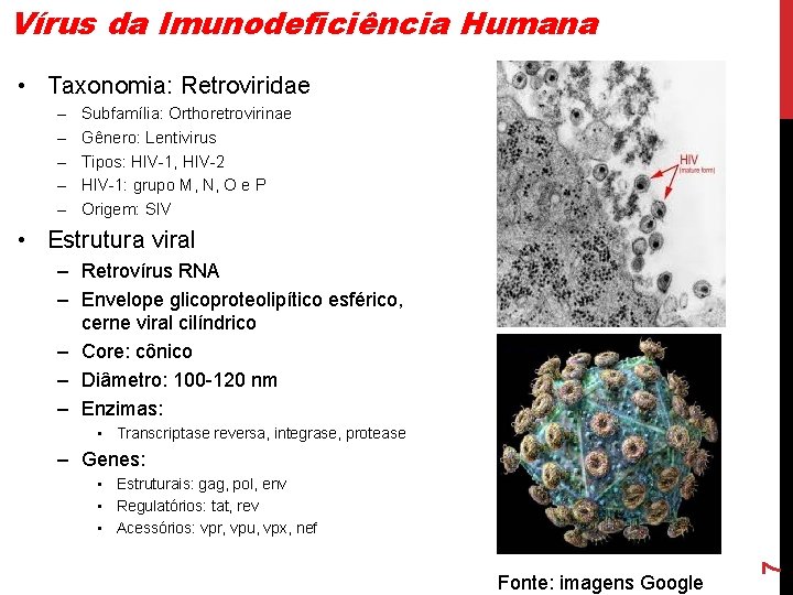 Vírus da Imunodeficiência Humana • Taxonomia: Retroviridae – – – Subfamília: Orthoretrovirinae Gênero: Lentivirus