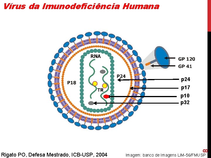 Vírus da Imunodeficiência Humana p 24 p 17 Rigato PO, Defesa Mestrado, ICB-USP, 2004 Vírus da Imunodeficiência Humana p 24 p 17 Rigato PO, Defesa Mestrado, ICB-USP, 2004