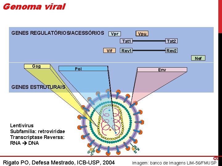 Genoma viral GENES REGULATÓRIOS/ACESSÓRIOS Vpr Vif Vpu Tat 1 Tat 2 Rev 1 Rev Genoma viral GENES REGULATÓRIOS/ACESSÓRIOS Vpr Vif Vpu Tat 1 Tat 2 Rev 1 Rev
