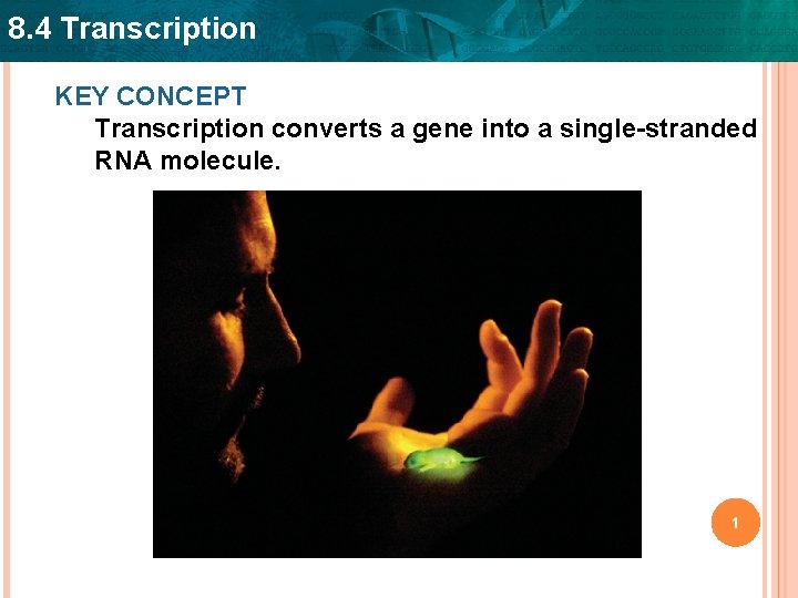 8. 4 Transcription KEY CONCEPT Transcription converts a gene into a single-stranded RNA molecule.