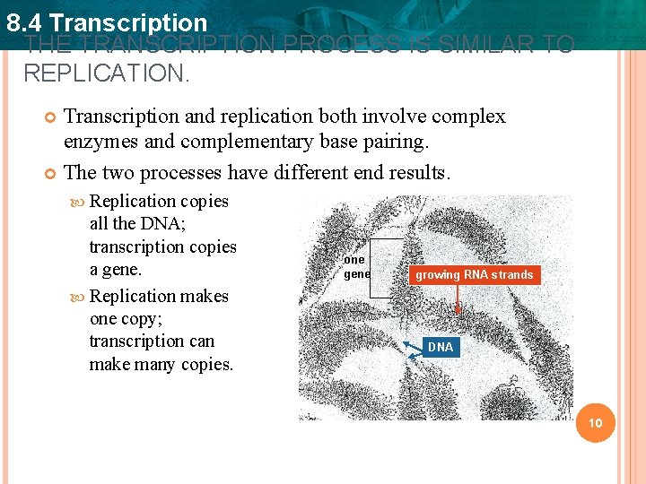 8. 4 Transcription THE TRANSCRIPTION PROCESS IS SIMILAR TO REPLICATION. Transcription and replication both