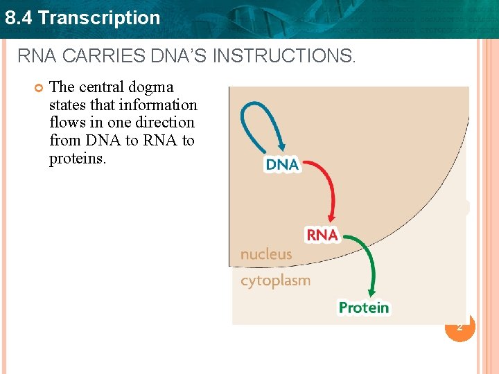 8. 4 Transcription RNA CARRIES DNA’S INSTRUCTIONS. The central dogma states that information flows