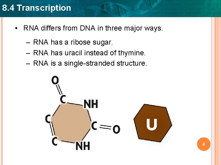 8. 4 Transcription • RNA differs from DNA in three major ways. – RNA